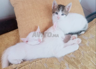🐾 Adorables chatons à offrir GRATUITEMENT 🐾