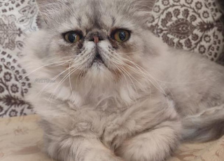 Mâle persan race pure