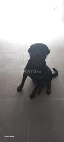 روت وايلر للبيع