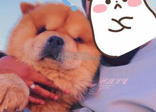 chowchow (chien Lion)