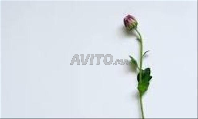 تصميم جرافيكي لشبكات التواصل الاجتماعي Instagram, TikTok