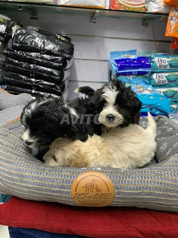 كلب بيشون هافانيز