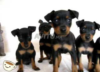 Caniche Pinscher