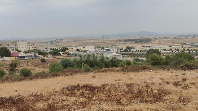 Terrain de 1000 mètres à vendre à Tanger Ain Dalia 🔥