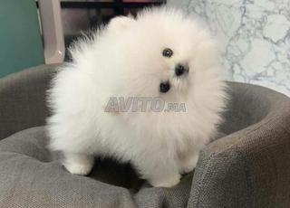 كلب صغير أبيض