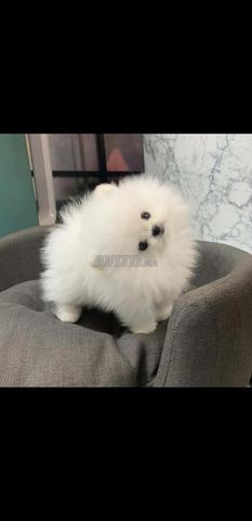 كلب صغير أبيض