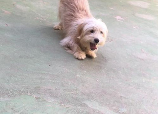 Chien caniche de 5 mois avec carnet de vaccination