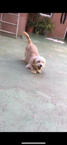 كلب كانيش لديه 5 أشهر مع دفتر تطعيماته