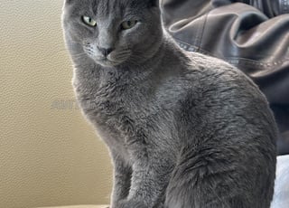 Chat bleu russe male