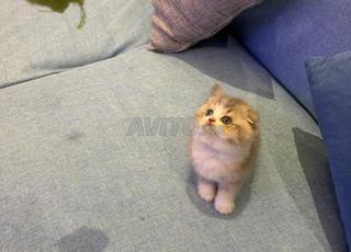 Top femelle Scottish