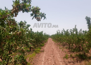 Investissement exploitation agricole