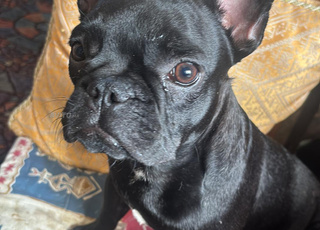 Bulldog francais