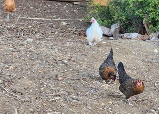 poule naine de décor