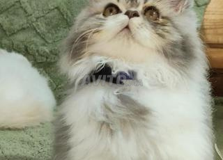Chat Persan mâle