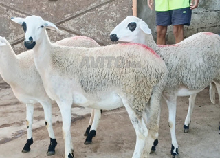 Annuelle sardaise Melih'a