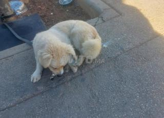 Spitz allemand femelle