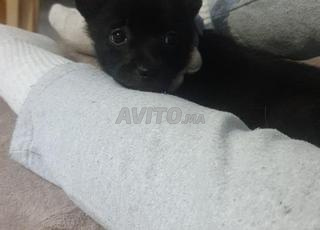 American bully de 2 mois