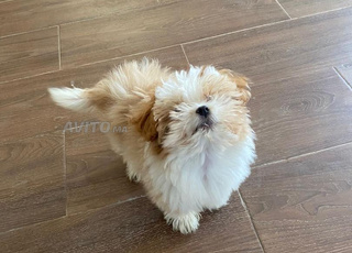 كلب بيشون هافانيز