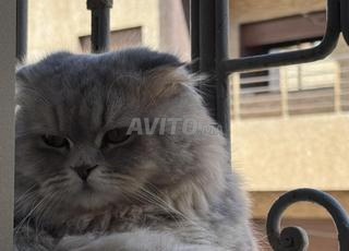 ذكر سكوتش طويل الشعر للتزاوج