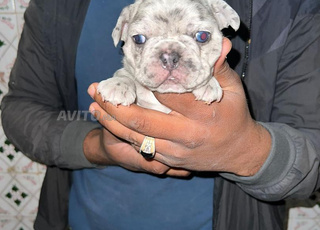 Mâle et femelle bulldog