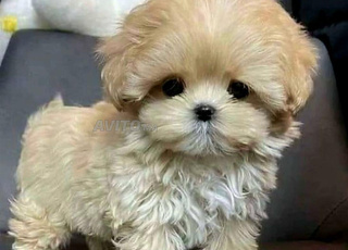 bichon le vrais nain