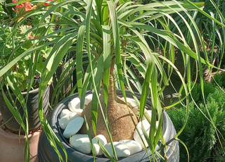 Vente de tous les plants