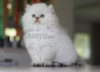 ذكور بريتش لونغ هير مع شهادة نسب wcf الأب بطل