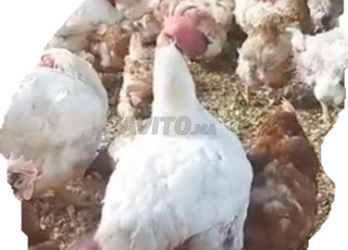 4 طن ديال دجاج مارادونا