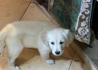 كلبة جولدن ريتريفر