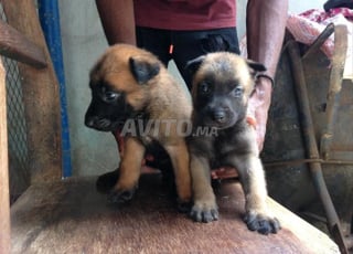 Bébés chiots malinois charbonnés âgés de 45 jours