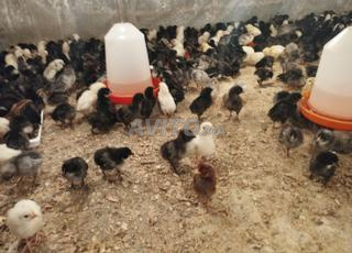 الجديدة - ازمور