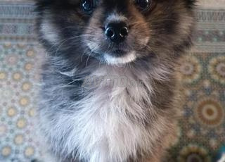 كلب سبيتز قزم شهرين