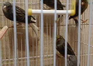 كناري للبيع