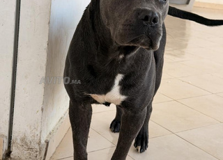 Chien canecorso