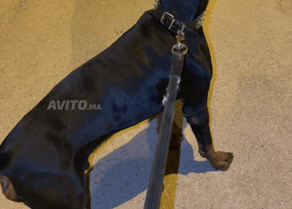 Chien doberman