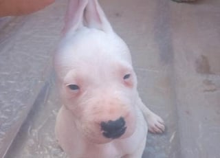Chiot dogue argentin