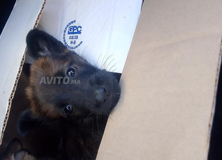 chiots malinois charbonnier