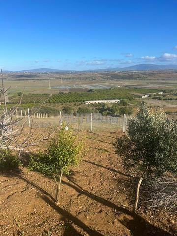 Terrain 6000 m2 titre à Dghaliyene avec 2 maisons - 2