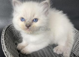Bébé chaton ragdol age 1mois 15 j