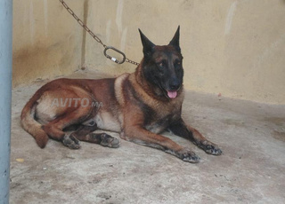 مالينو بالغ - تدريب أمن / حراسة