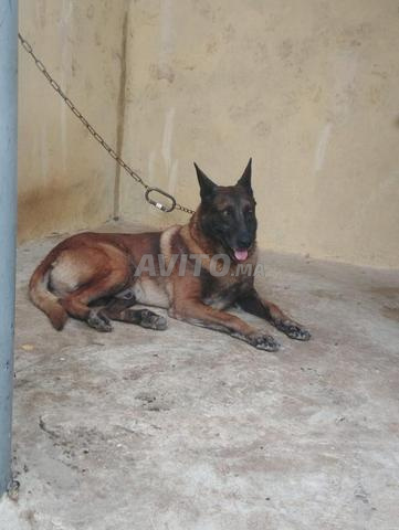 مالينو بالغ - تدريب أمن / حراسة