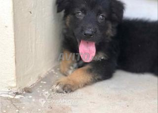 Bébé chiot berger allemand âgé de 50 jours