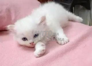 bébé chaton ongora âgé 1mois15