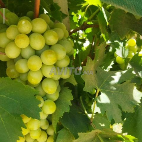 ضيعة مجهزة. 3 هكتار 5000 متر إنتاج العنب