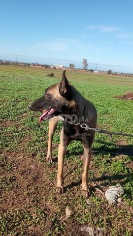 Malinois classique femelle excellente, 8 mois avec carnet de vaccination
