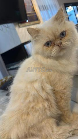 قط فارسي أصيل مطعم ومطهر من الديدان في حالة جيدة