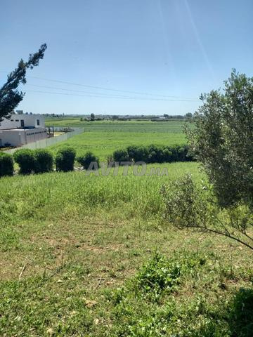 Une ferme à vendre à 5 km de Témara