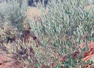 تقع على بعد يناهز كلمترين من جماعة الملاليين