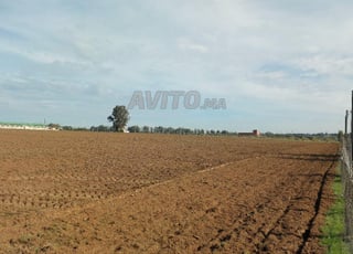 Ter titre 1ha arjat sehoul salé