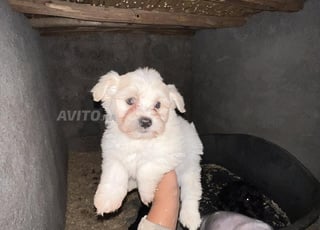 بيشون مالطية